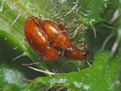Neocrepidodera transversa