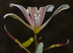 Marianthus bicolor