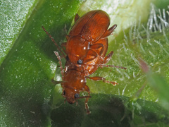 Neocrepidodera transversa