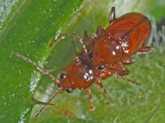 Neocrepidodera transversa