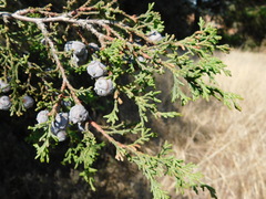 Cupressus lusitanica