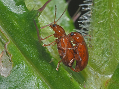 Neocrepidodera transversa