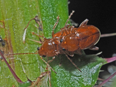 Neocrepidodera transversa