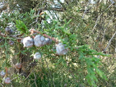 Cupressus lusitanica