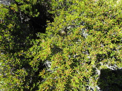 Cliffortia tuberculata