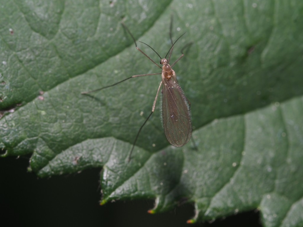 Paracladura trichoptera