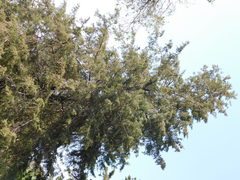 Cupressus lusitanica