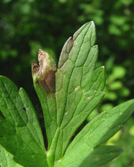 Entyloma