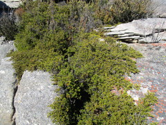 Cliffortia tuberculata