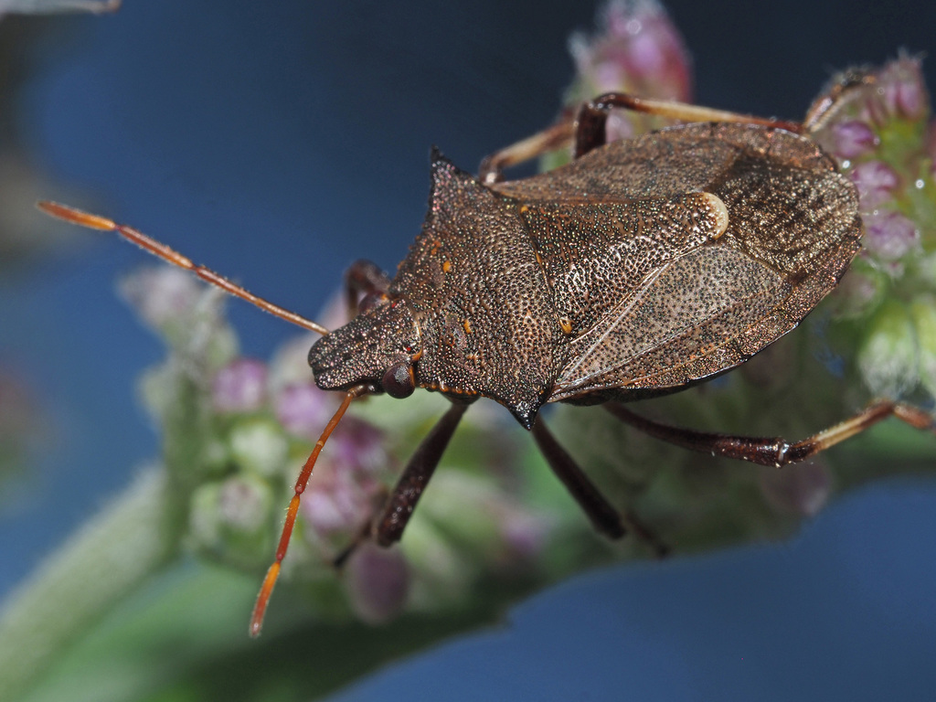 Spiny Shield Bug
