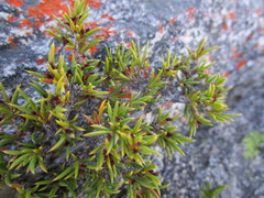 Cliffortia tuberculata