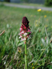 Neotinea ustulata ustulata