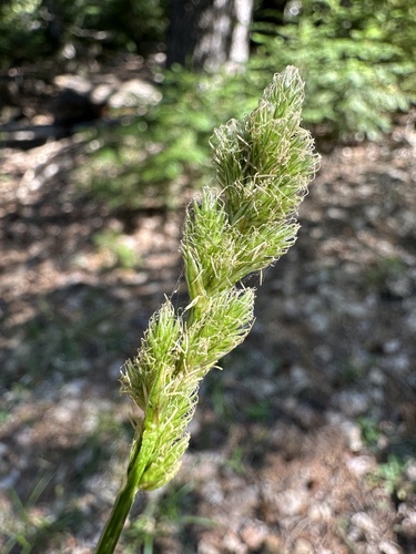 fragile-sheathed sedge (Carex fracta)