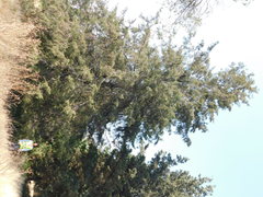 Cupressus lusitanica