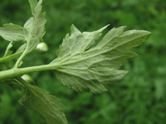 Peronospora ranunculi