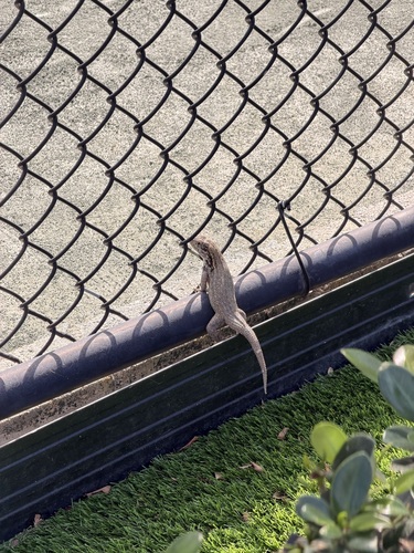 Northern Curly-tailed Lizard, Leiocephalus carinatus