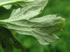 Peronospora ranunculi