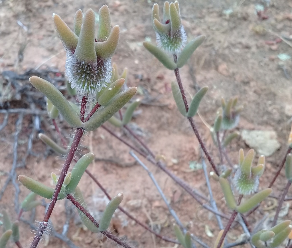 Drosanthemum papillatum