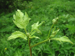 Peronospora ranunculi