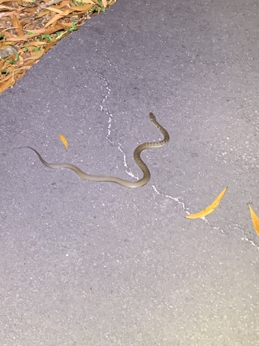 Rough-scaled Snake sighting