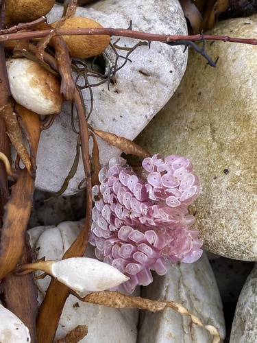 Dicathais orbita