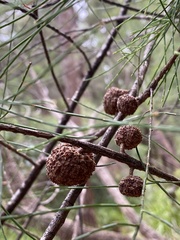 Allocasuarina decussata