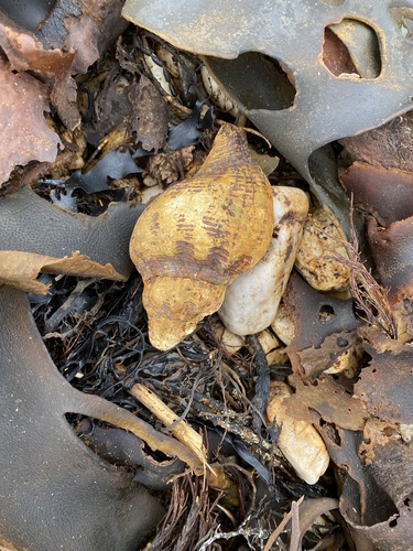 Australaria australasia