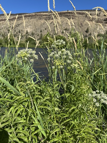 Western Water Hemlock (Cicuta douglasii)