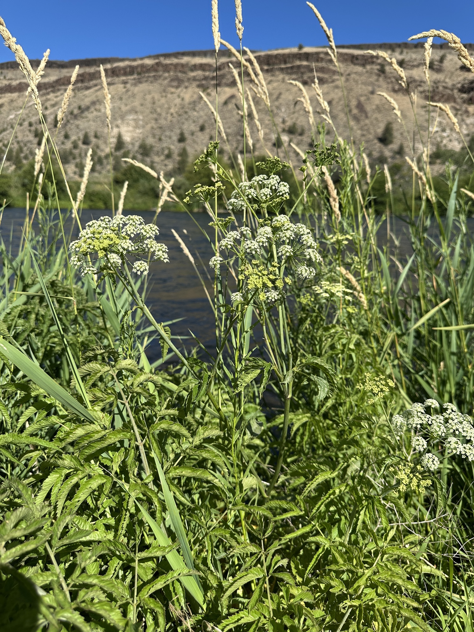 Western Water Hemlock (Cicuta douglasii)