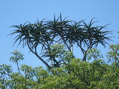 Aloidendron barberae