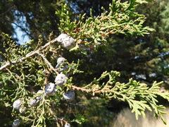 Cupressus lusitanica