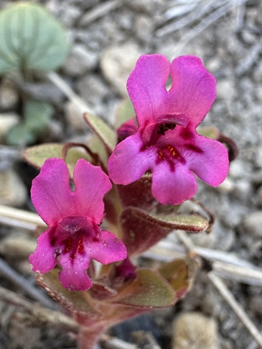 Cascade Monkeyflower (Diplacus cascadensis)