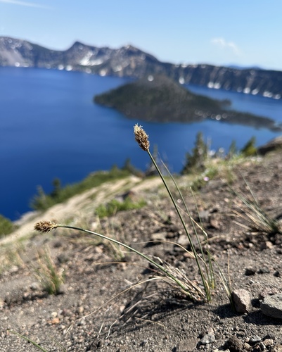 Brewer's sedge (Carex breweri)
