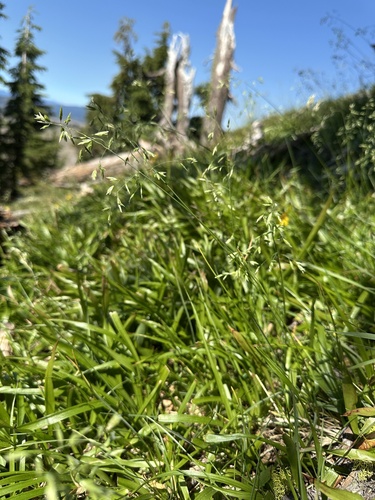 Wheeler's Bluegrass (Poa wheeleri)