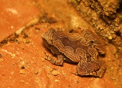 Microhyla nilphamariensis