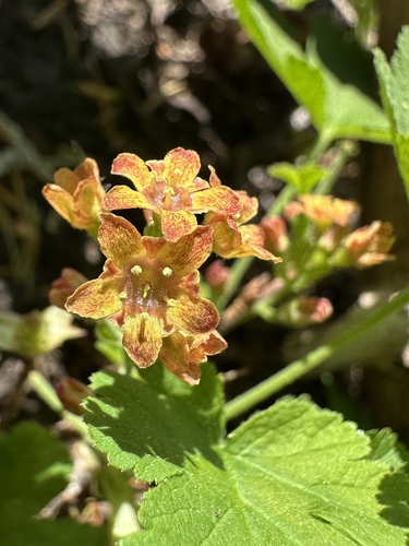 Crater Lake currant (Ribes erythrocarpum)