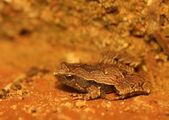 Microhyla nilphamariensis