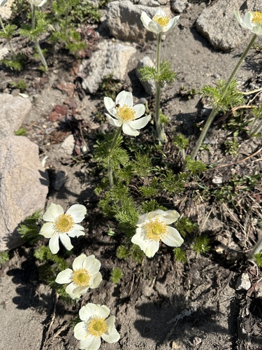 white pasqueflower (Pulsatilla occidentalis)