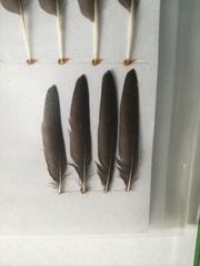 Delichon urbicum