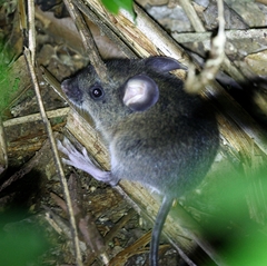 Striped Delomys photo 1