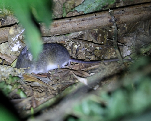 Striped Atlantic Forest Rat