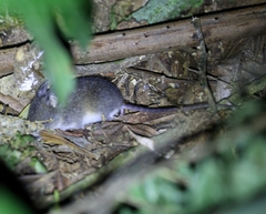 Striped Delomys photo 5