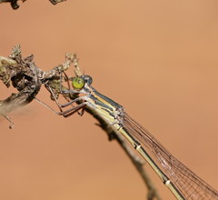 Rhadinosticta simplex