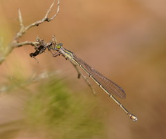 Rhadinosticta simplex