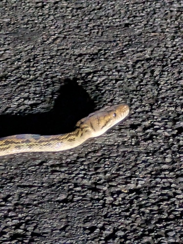 Australian Scrub Python sighting