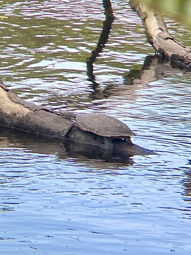 Phrynops geoffroanus