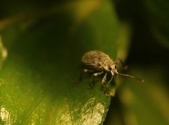 Myllocerina