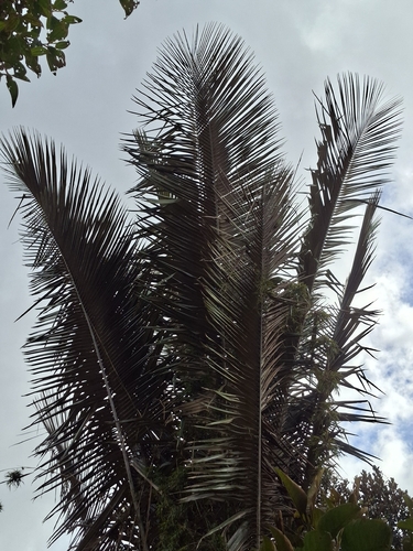Quindio Wax Palm (Ceroxylon quindiuense)