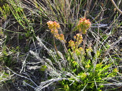 Erica inamoena