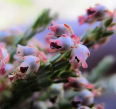 Erica inamoena